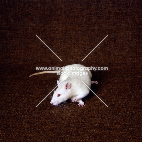 cream rat looking agile