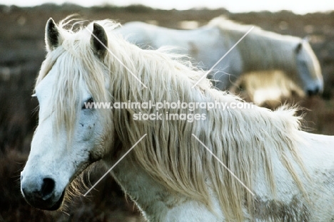 camargue portrait with one pony behind