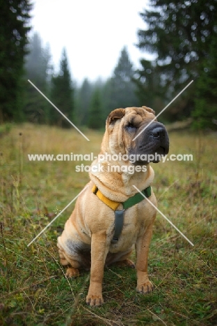shar pei sitting in a forest surrounding