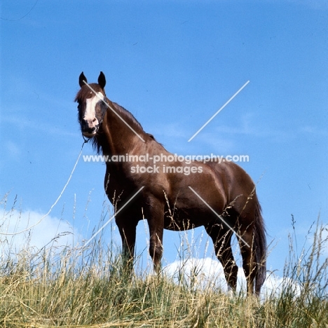 arab stallion standing on a hill