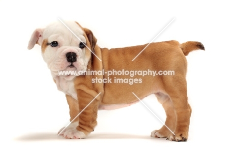 red and white Bulldog puppy, side view