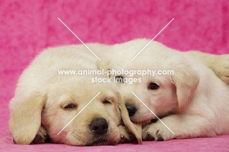 Golden Labrador Puppies on a pink background