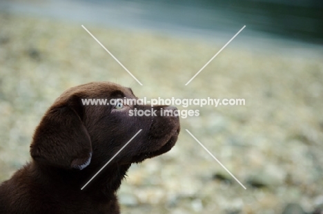 Chocolate Labrador Retriever puppy head shot looking up