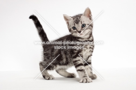 American Shorthair kitten standing on white background
