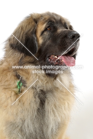 Leonberger, Australian Champion, head study