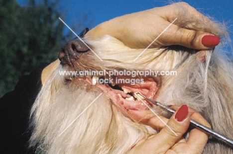 bearded collie, cleaning teeth