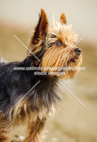 Yorkshire Terrier