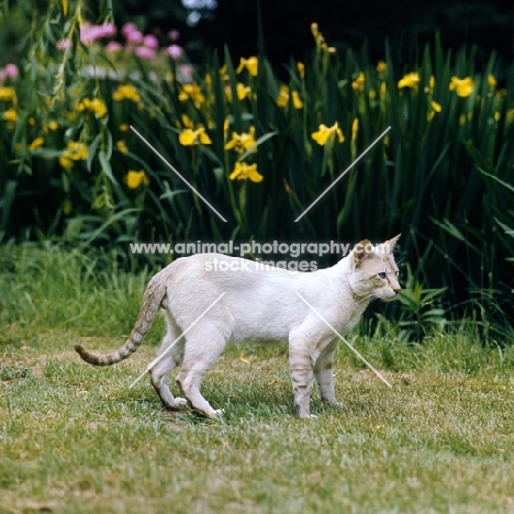 ch reoky jnala, tabby point siamese cat