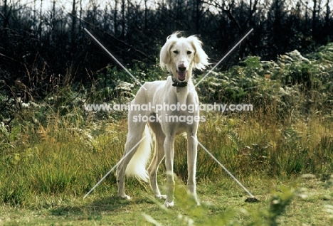 saluki in the woods