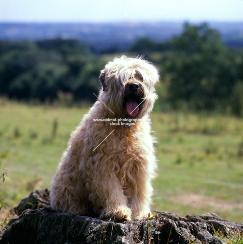 soft coated wheaten terrier, ch clondaw jill from up the hill at stevelyn,  sitting on tree stump