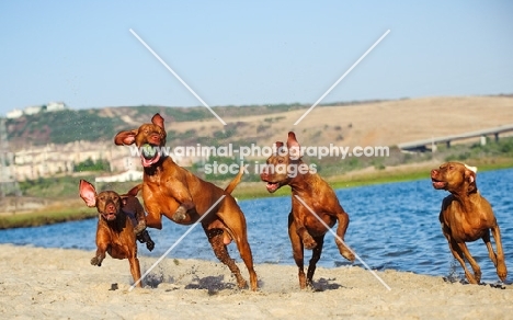 four Hungarian Vizsla dogs playing on beach