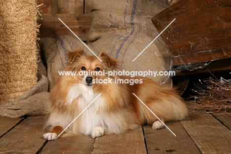 Shetland sheepdog (aka sheltie) in barn