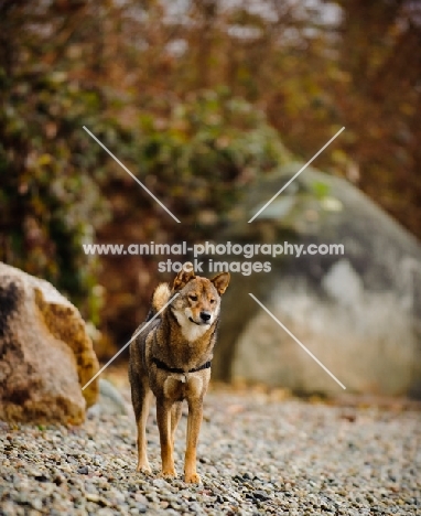 Shiba Inu near rocks