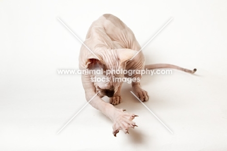 young sphynx cat playing with her own shadow