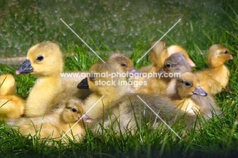 Steinbacher goslings and two Call ducklings