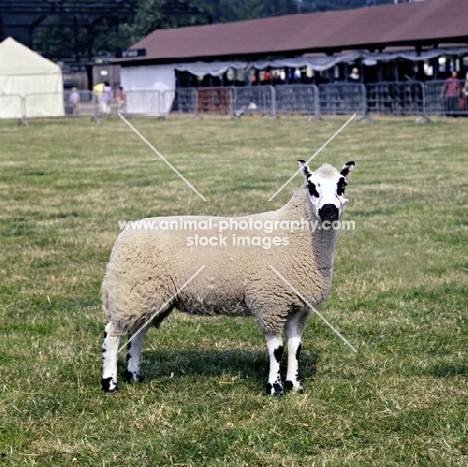 kerry hill ram