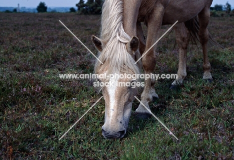 new forest pony grazing on heather and other plants in the new forest