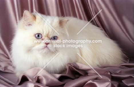cream colourpoint persian cat