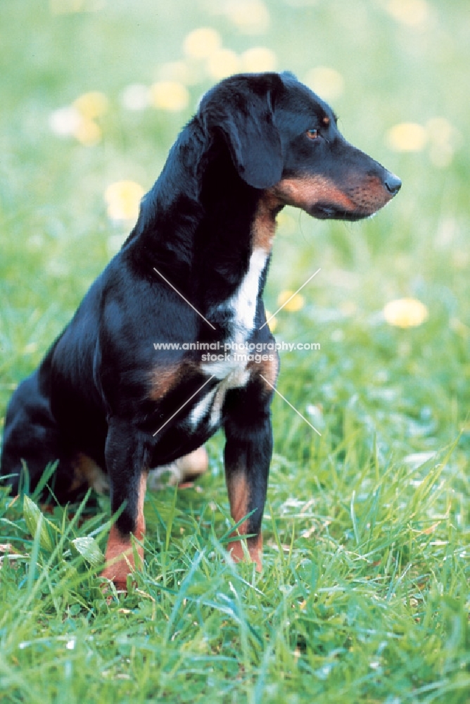 Wlderdackel sitting, old type black forest hound, german breed in revival