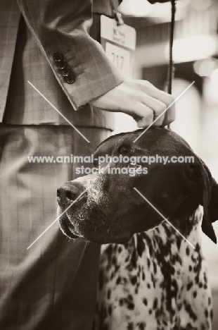 Pointer and owner at Crufts dog show 2012