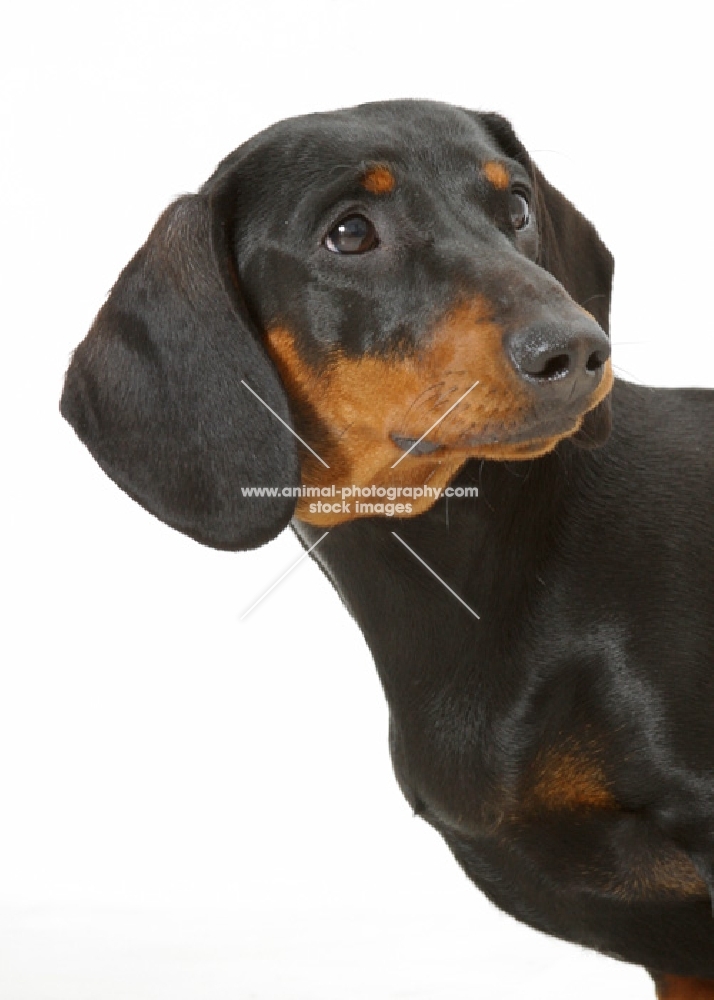 black and tan smooth Dachshund on white background, portrait