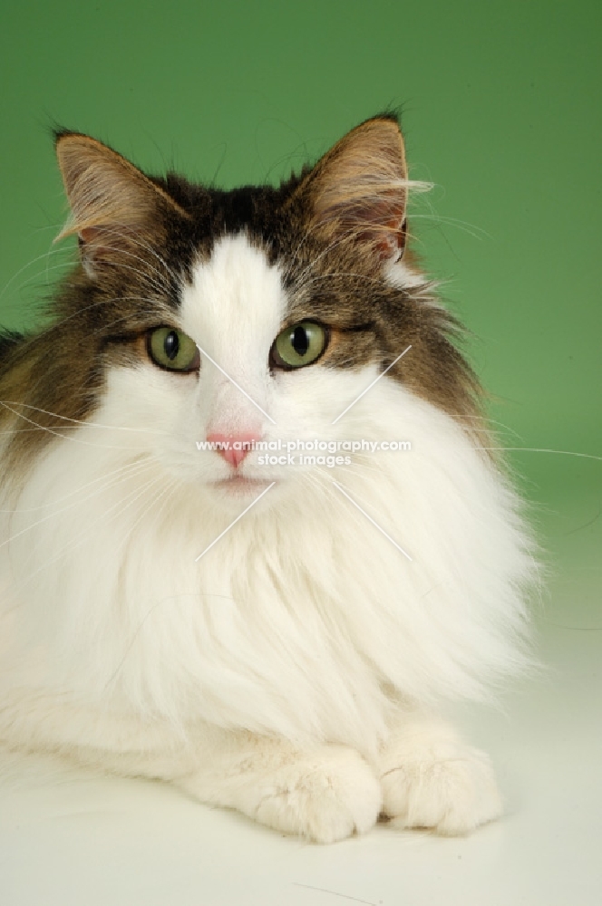 brown tabby and white norwegian forest cat lying on green background