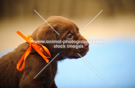Labrador Retriever puppy with ribbon