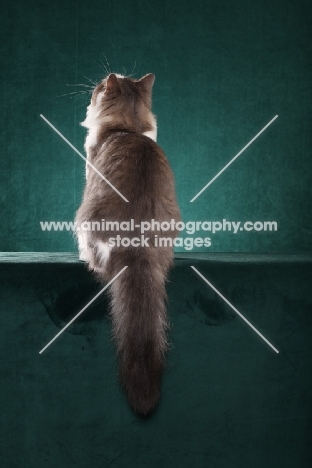 Siberian cat, back view