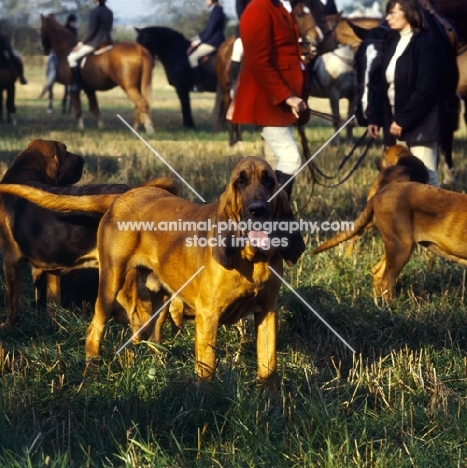 bloodhound looking at camera at meet of windsor forest bloodhounds