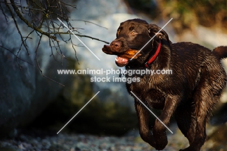 Chocolate Lab running with stick in mouth.