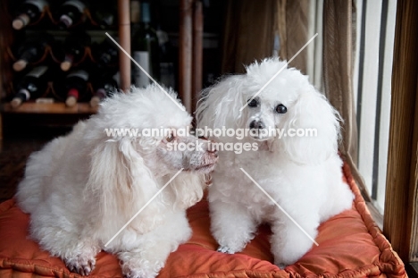 miniature and toy poodle sitting on orange bed together