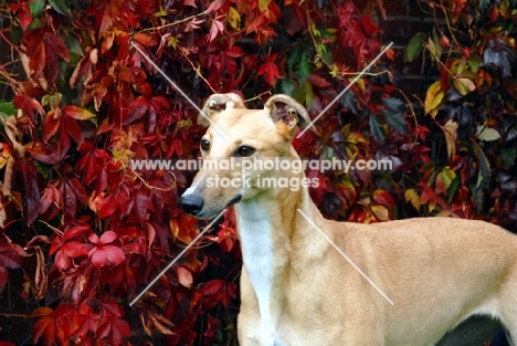 Greyhound in autumn, all photographer's profit from this image go to greyhound charities and rescue organisations