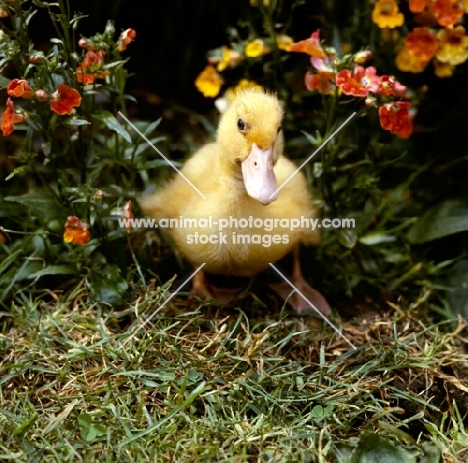 duckling surrounded by flowers in garden