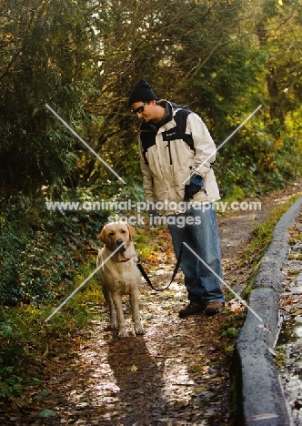 Labrador Retriever out on a walk with owner