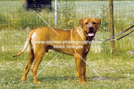 Tosa Inu (aka japanese fighting dog)