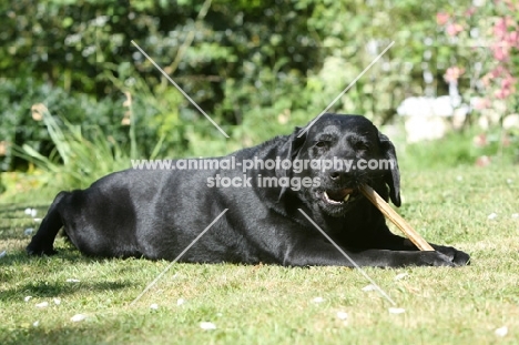 black Labrador chewing on stick