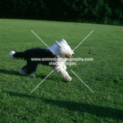 undocked old english sheepdog running in a field