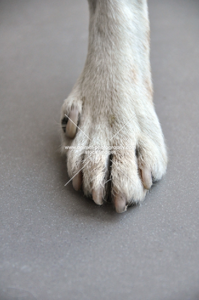 close up of dewclaw