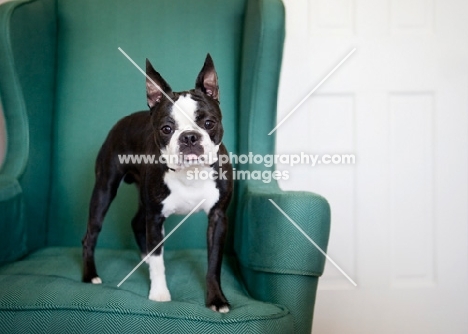 Boston Terrier standing on green wingback chair.