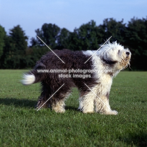 undocked old english sheepdog barking standing in a field