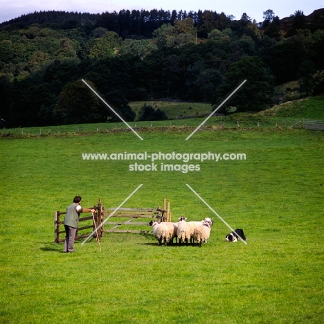 david ogilvie and jim, border collie penning sheep on 'one man and his dog' , lake district