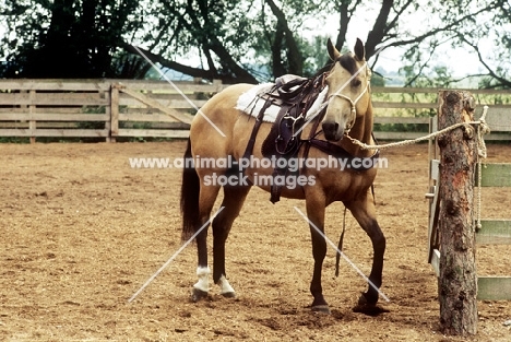 tethered quarter horse with western saddle