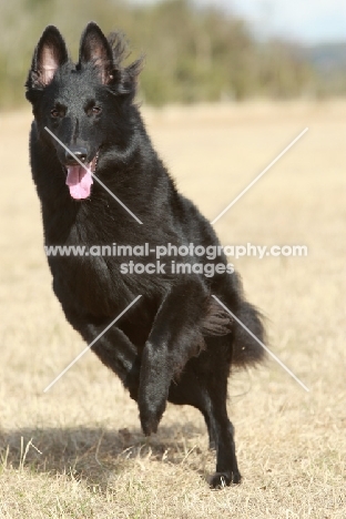 Belgian Shepherd Dog, Groenendael