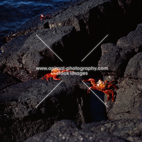 two sally lightfoot crabs, on lava, fernandina island, galapagos