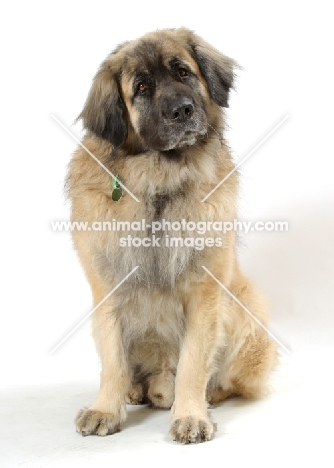 Leonberger, Australian Champion