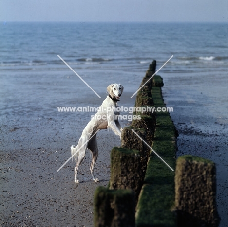 Saluki from Burydown standing up on breakwater