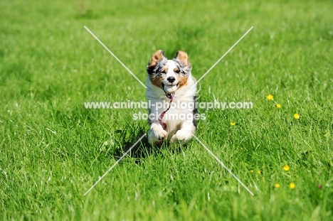 Miniature Australian Shepherd (minnie aussies), with ball