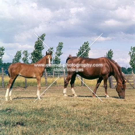 Gelderland mare, old type, and foal grazing in Holland