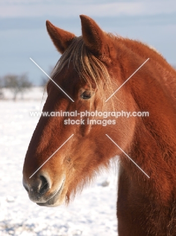 Suffolk Punch in winter, portrait