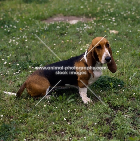 basset artesien normand sitting on grass